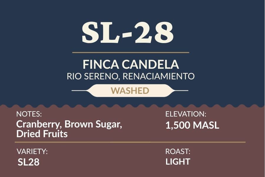 SL28 Washed